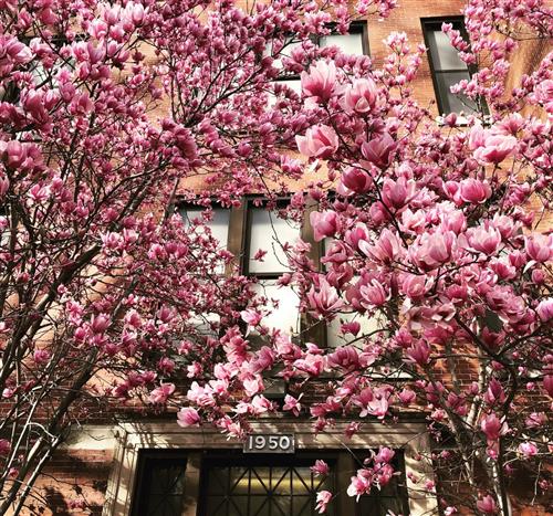 Flowering trees in the front of Idlewild 