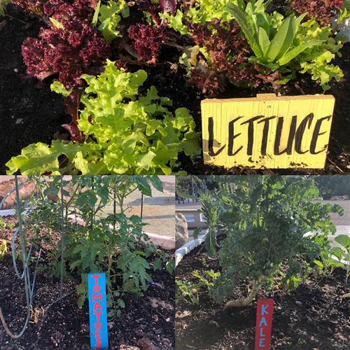lettuce, tomatoes, kale 