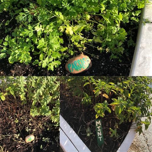 parsley, oregano, mint 