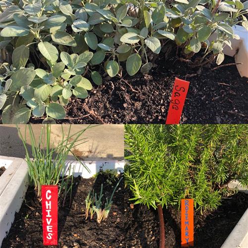 sage, chives, rosemary 