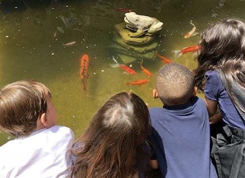 Students look at fish in pond 