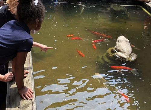students point at fish in pond 